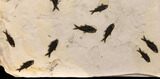 Wide Fossil Fish Mortality Plate - Ready to Hang On A Wall #151928-2